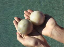 Twin Moons